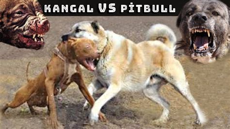 <b>Kangal</b> <b>Vs</b> Pitbull - YouTube. . Game bred pitbull vs kangal